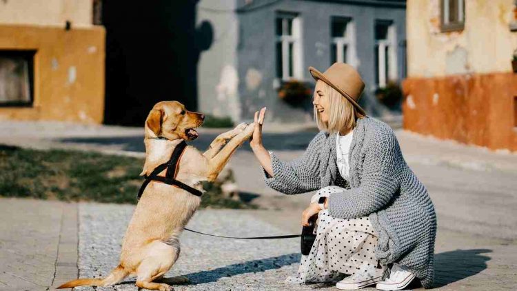 Detrazione di 1.000 euro per chi ha un cane: a chi spetta e come ottenerla